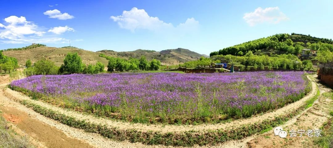 相约会宁五七农场,鼠尾花开遍地香,林下啤酒烧烤节,六一齐欢乐