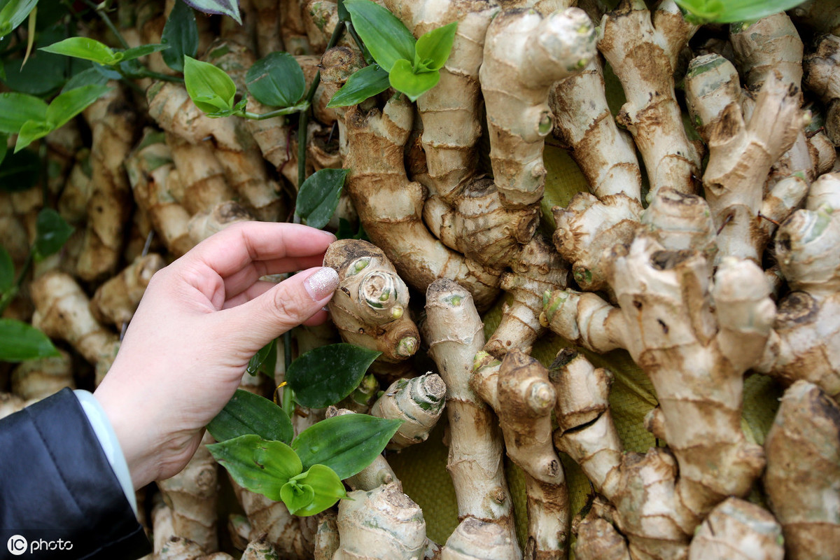 83岁中医妙招生姜配它膝盖不痛滑膜炎关节积液也消了