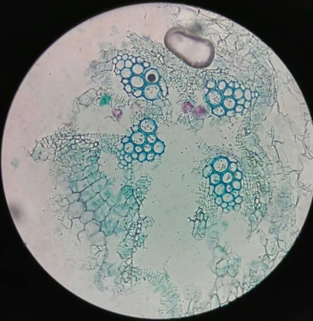 棉花初生根横切水绵接合生殖装片青霉装片念珠藻装片海带带片横切装片