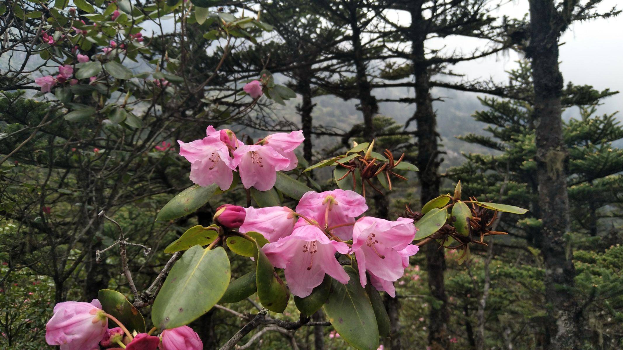 花开成海 螺髻山上杜鹃盛放笑迎客