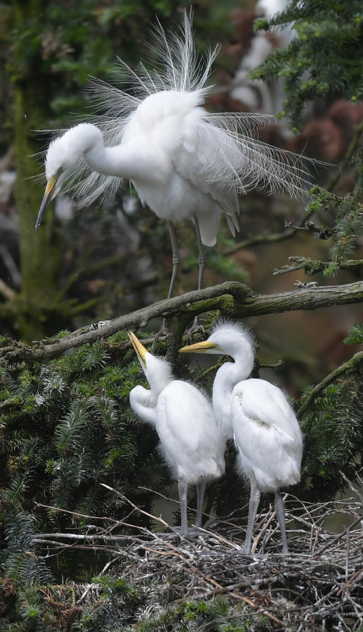 江西:"鹭鸟照相馆"的人鸟和谐共处