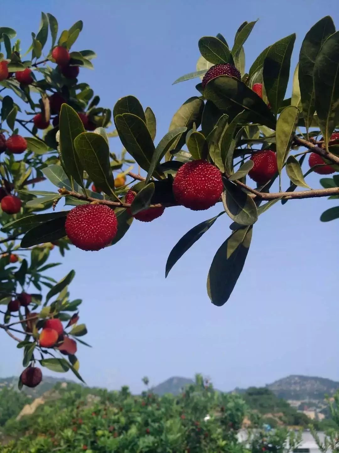 产地食材全年精心呵护的浮宫杨梅果大汁多甜中微酸