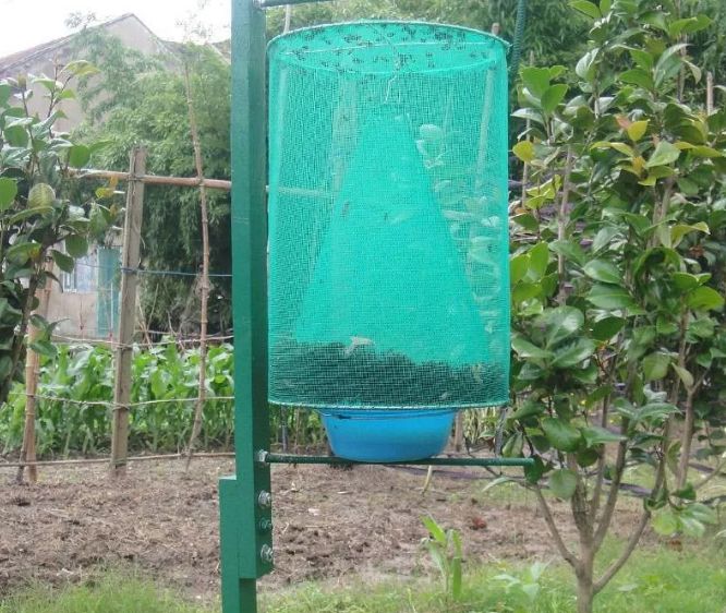 苍蝇神烦人简单几步自制捕蝇神器转一转苍蝇便进去了