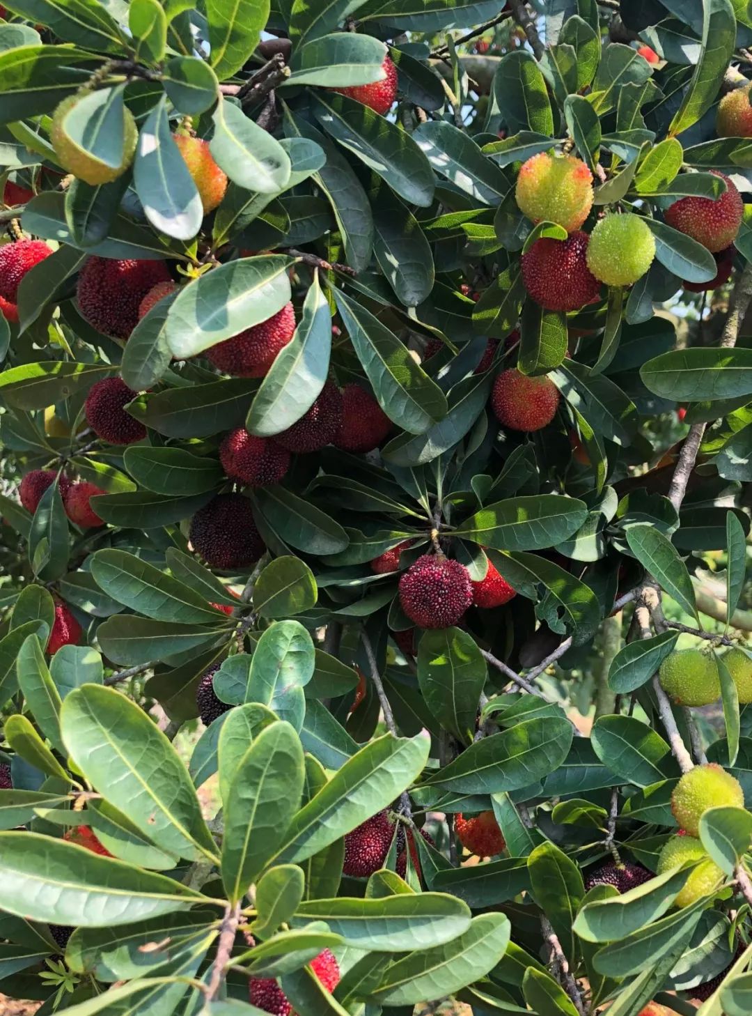 浮宫杨梅上市了,颗颗有来头!
