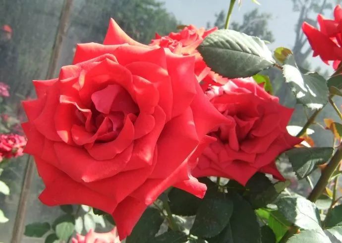 红衣主教玫瑰花语图片