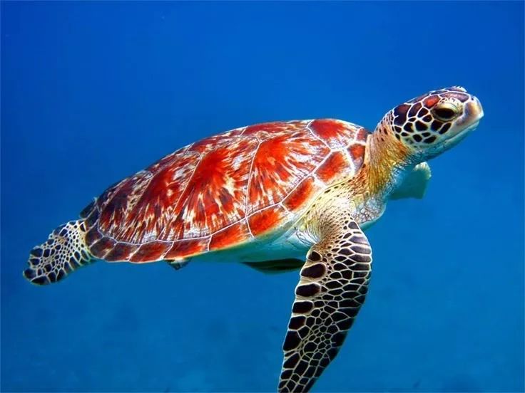世界海龟日丨这个节日海龟宝宝们有话要说