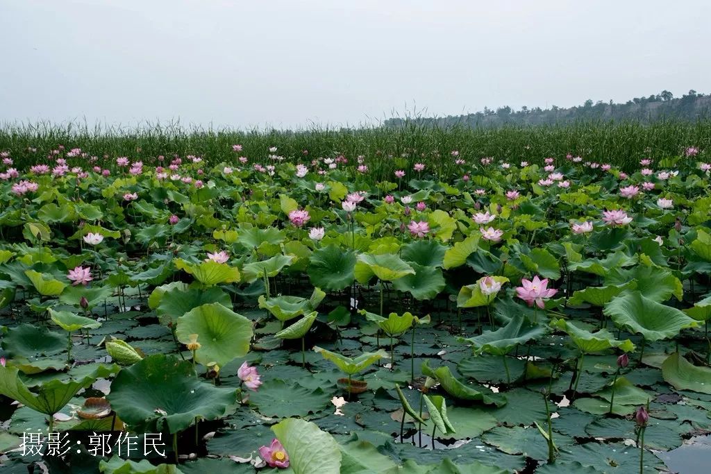 灵宝鼎湖湾又是一年荷花开画面美到可以做屏保赶紧去看看