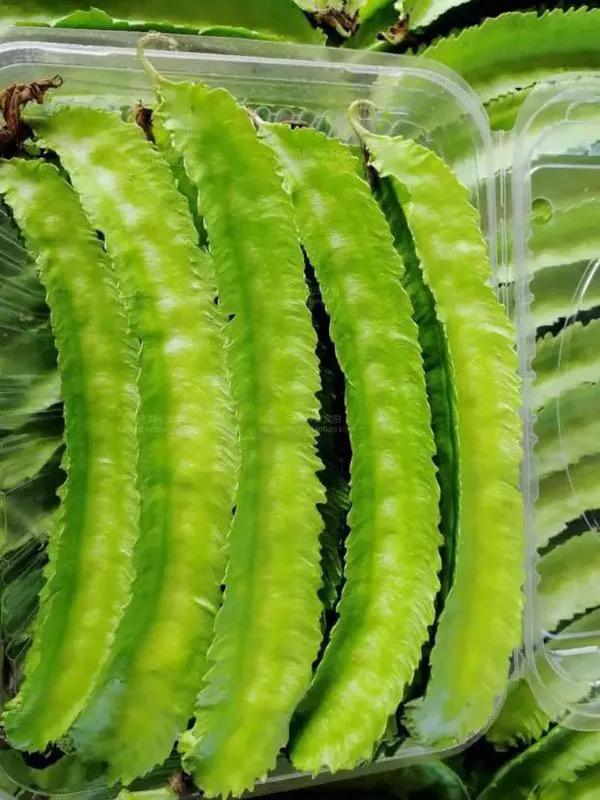 据说,这个植物已经快绝种了_杨桃豆