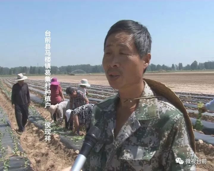 台前县马楼镇葛集村种植户侯现祥向记者介绍道"我去年种了有十来亩