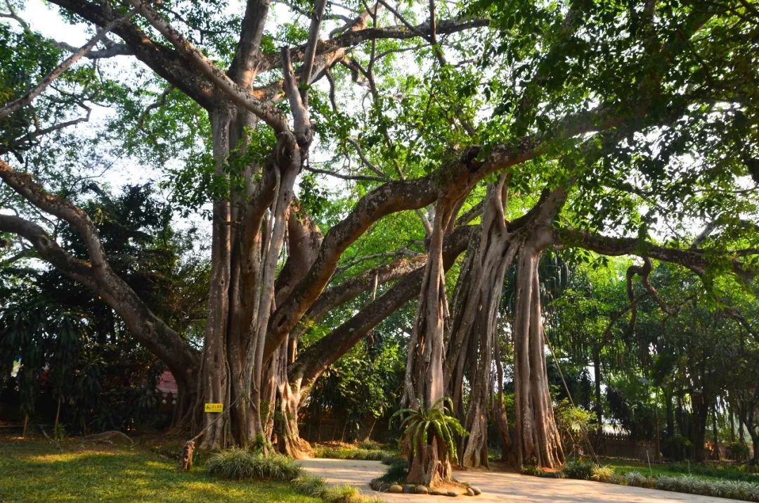 原创云南与缅甸交界有个地方,一棵树撑起一个景点,门票15元,值不值