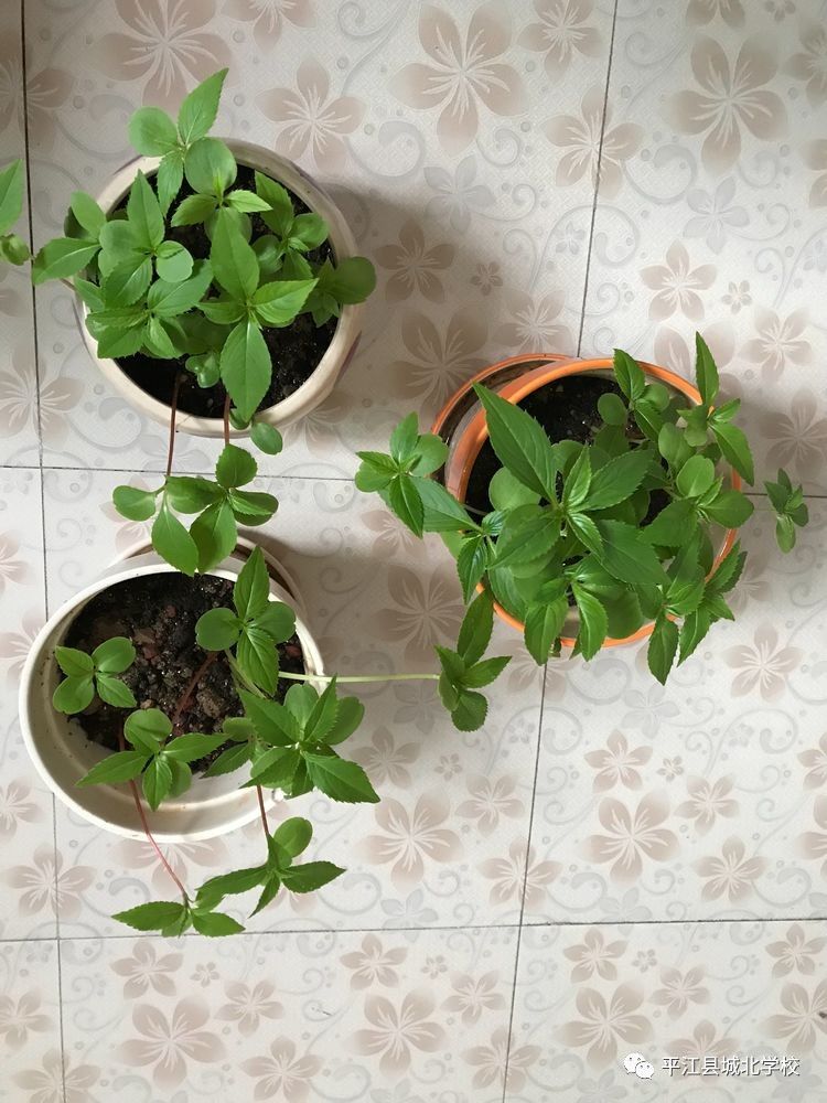 我移植的凤仙花竟然成活了!