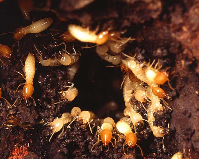 白蚁的危害,怎样除白蚁?