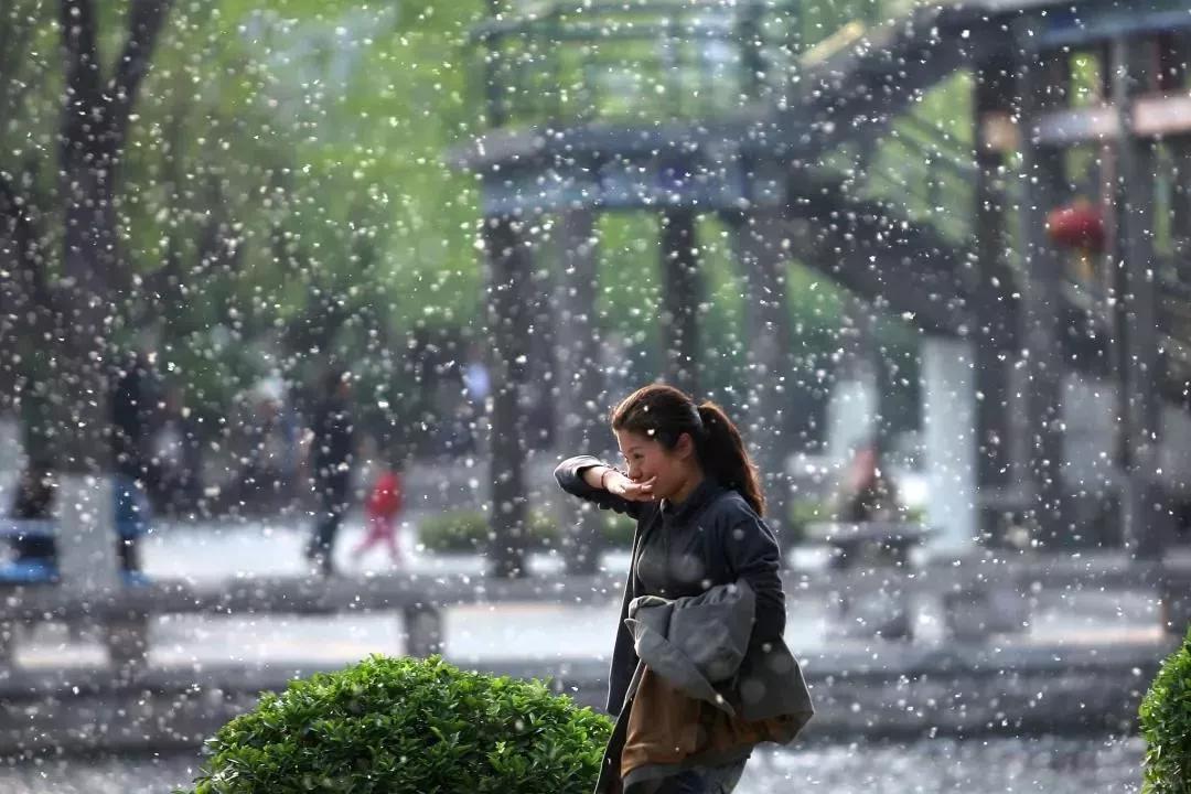 太原新风系统今天你吃柳絮了么