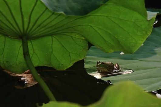 生命,也是常常被多情的诗人取之入怀,形之诗歌的意象,听着耳畔的蛙鸣