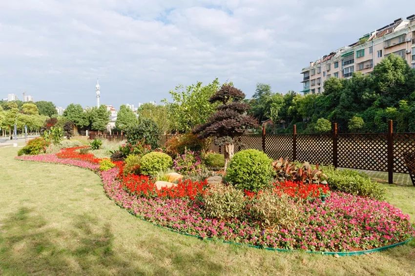 痛心!天井湖公园花境花卉苗木频遭"黑手",究竟是谁这么做?