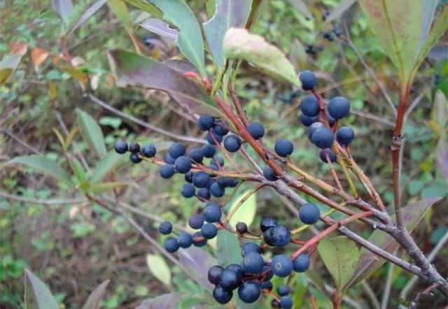 via:@hnz 黄嘎马子 又叫剥节子,剥壳藤子 via:@云上太阳 当泥 大埔人