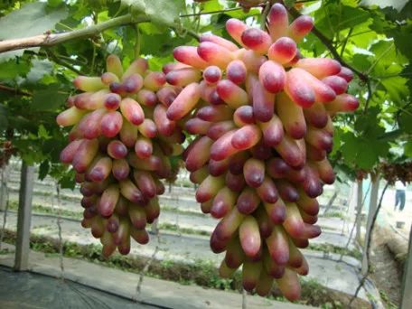 又大又甜佛山罗南生态园的葡萄熟啦快快组队去摘