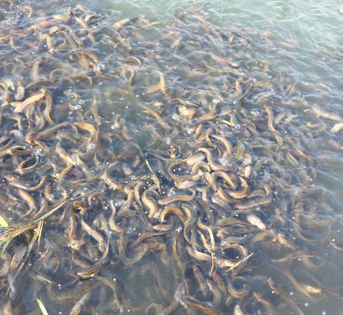 想看湖北华农园泥鳅养殖技术最新进展,戳这里!