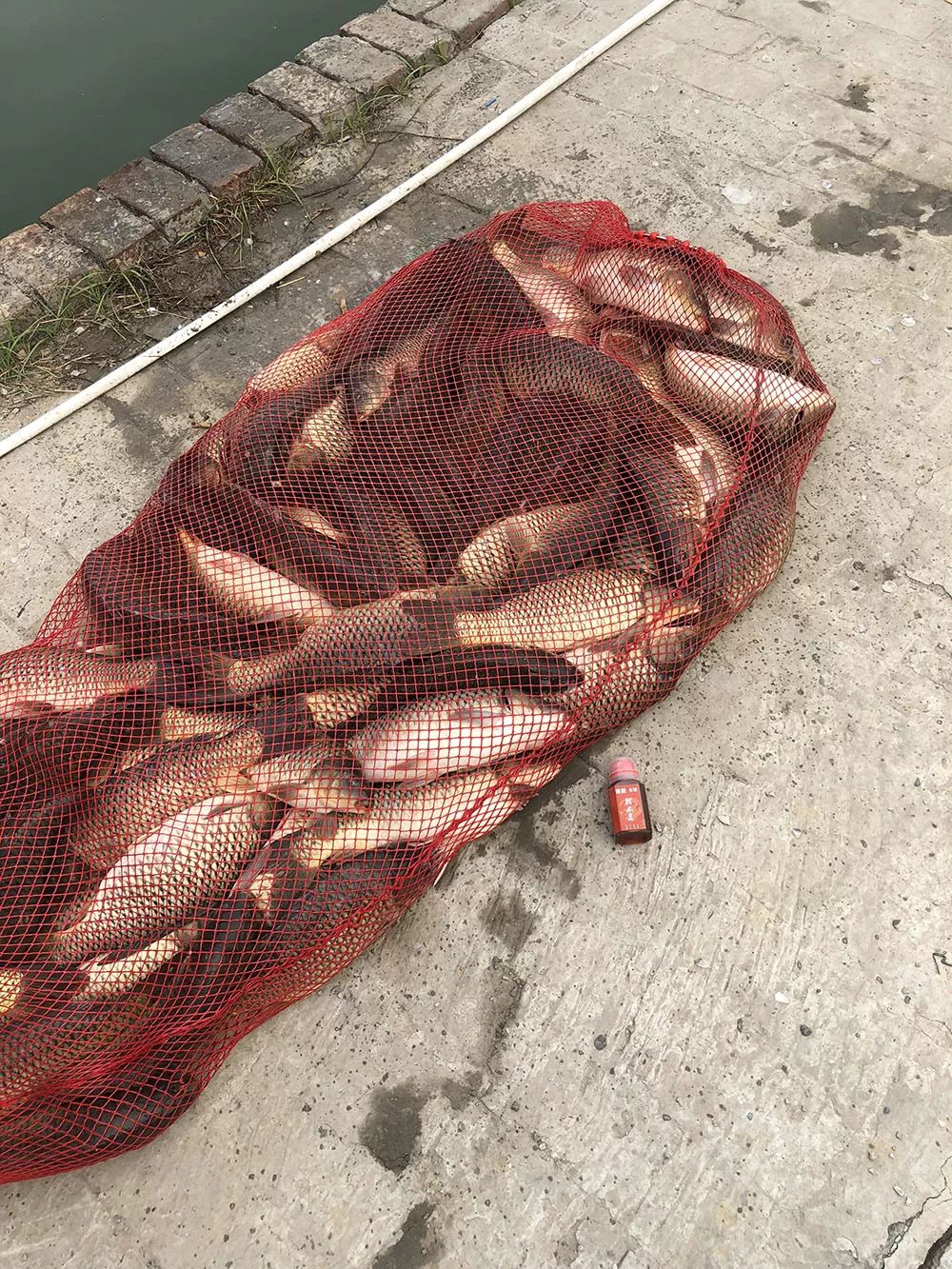 春末夏初6次爆护百斤以上,这3款钓鲤鱼饵料钓到你手软!