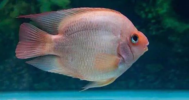 会睡觉的鱼一个很有意思的现象