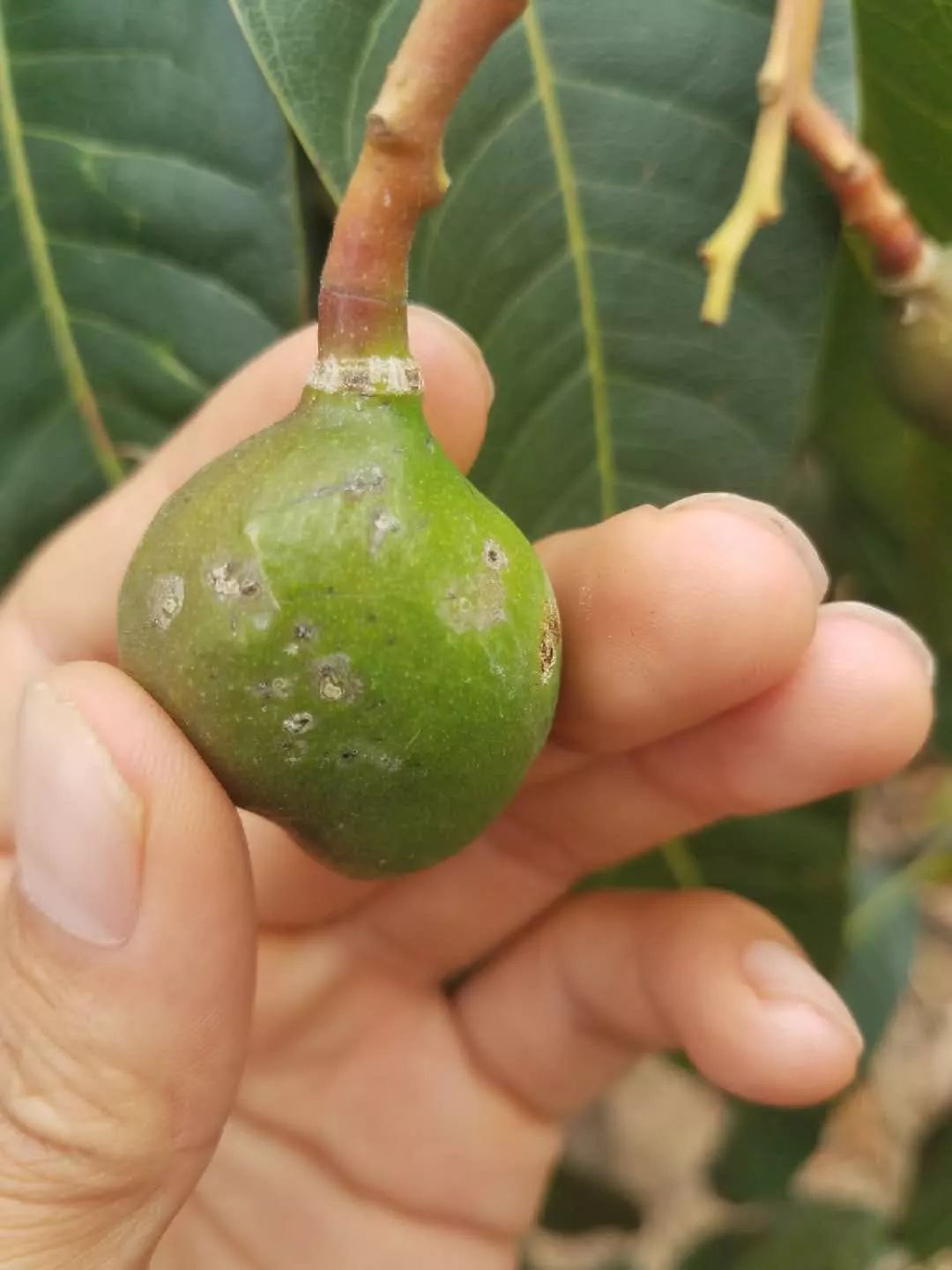 这些都是芒果炭疽病你想好办法对付它了吗