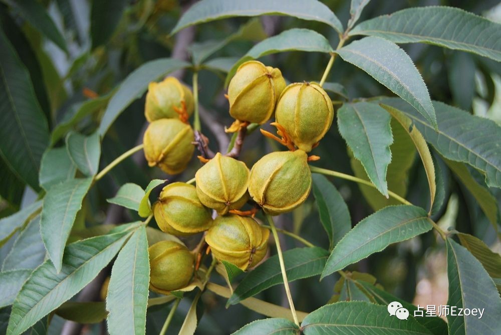 e魔法草药小讲堂木槿山核桃冬青树的魔法效果