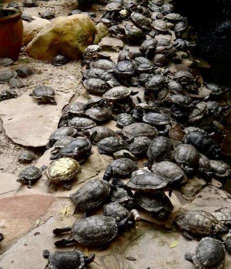 它们对环境有较强的适应能力,红耳龟还成为国际著名的"外来入侵生物"