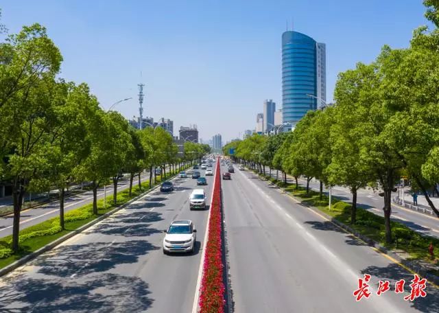 东湖路中分带的超级海棠