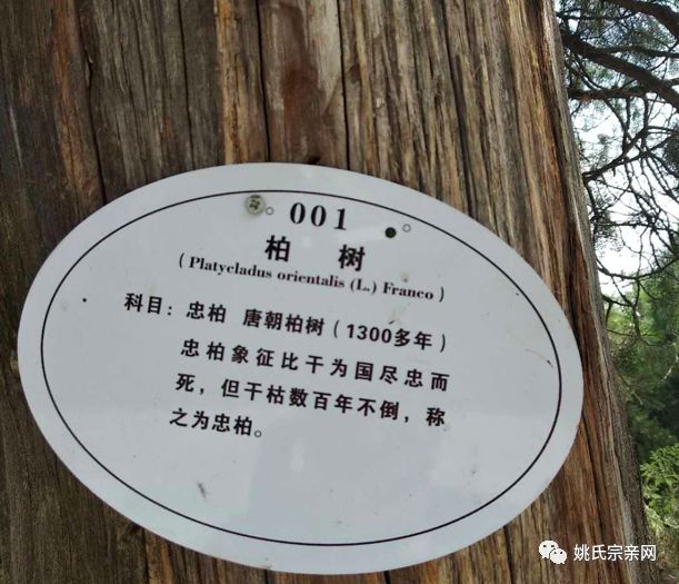 林氏太祖母原来她姓妫