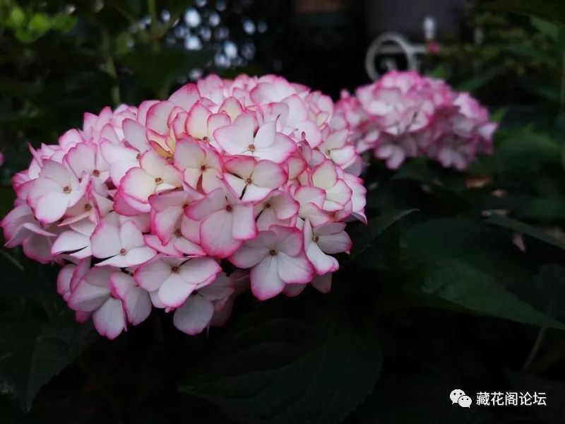 就从风车茉莉开始吧.