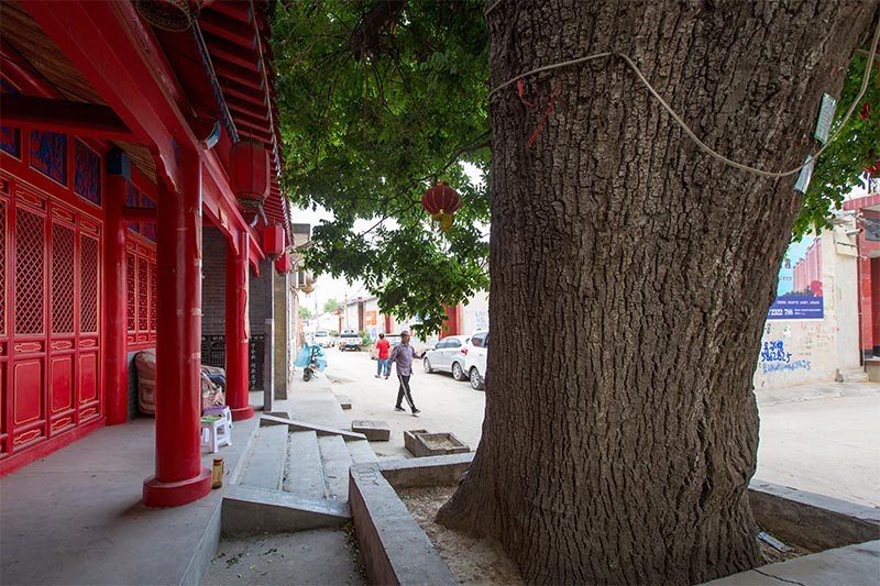 河南安阳:水冶镇阜城西街村在大槐树上修了座小庙