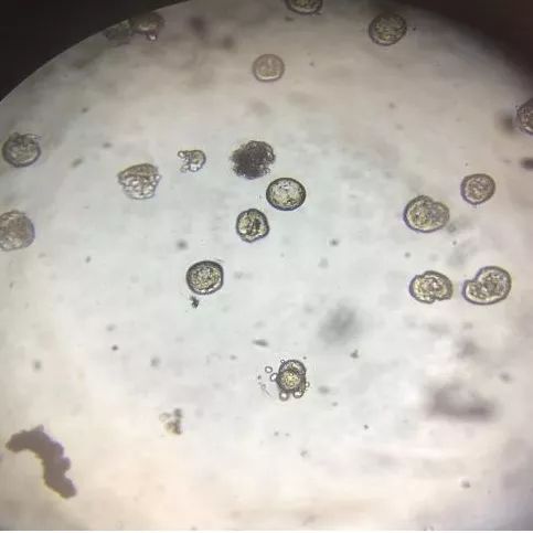 第二天早上来看育完卵的情况,虽然不是第一次在显微镜下看卵,但这是第