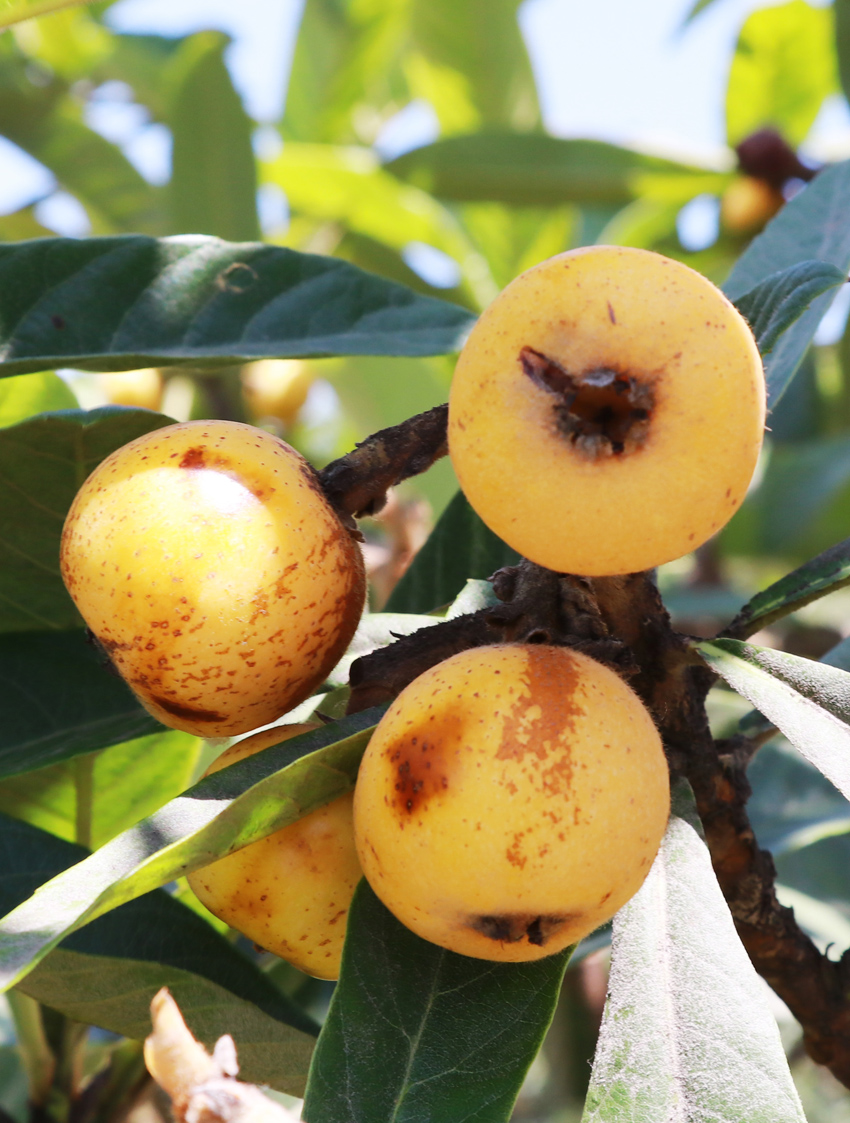 苏州枇杷熟了02