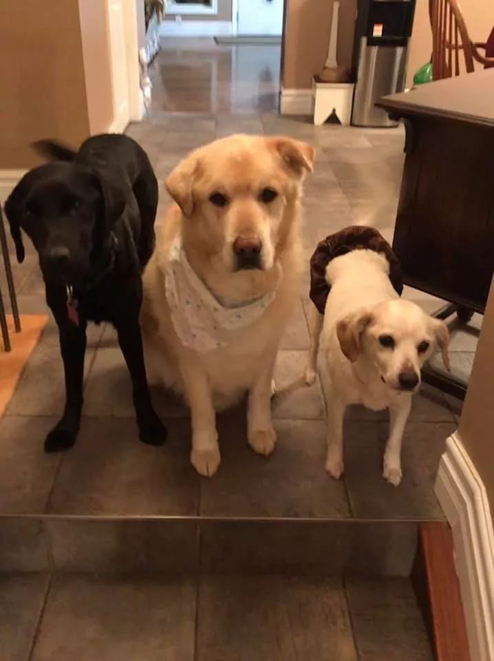 因为太胖,主人把狗狗带去安乐死……兽医拒绝了!