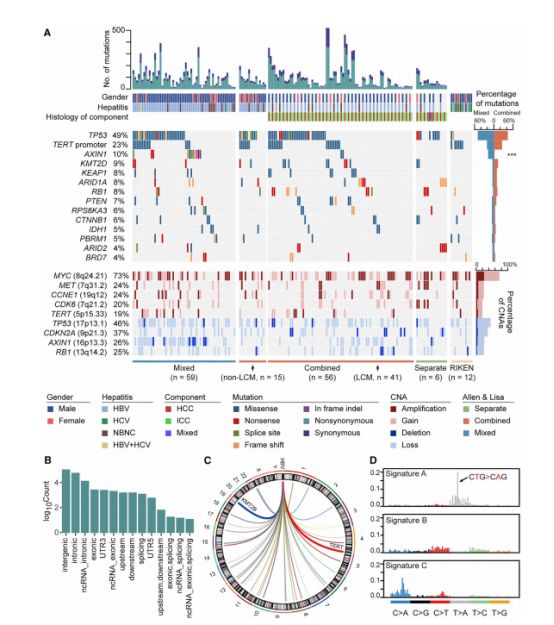 chcc-cc基因组景观chcc-cc基因组突变特征曾有研究指出,chcc-cc患者的
