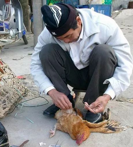 据说阉鸡师傅一天能挣几百元!