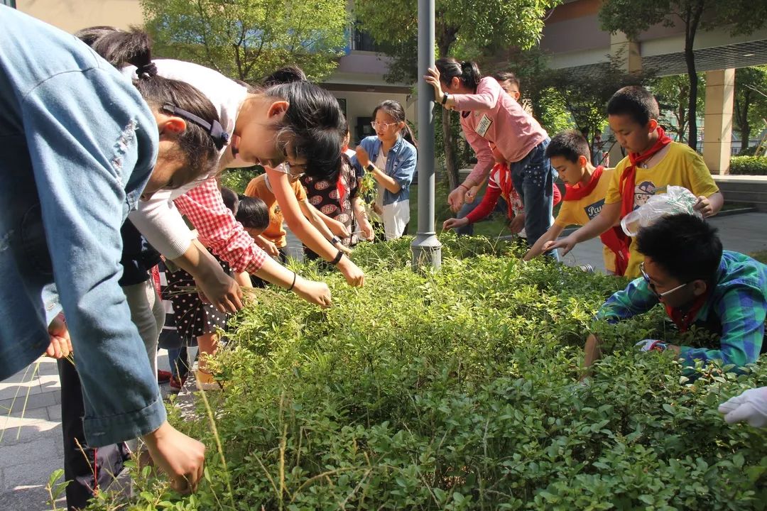 這所小學舉行了一場有聲有色的集體拔草活動有勞動記憶的童年多美好