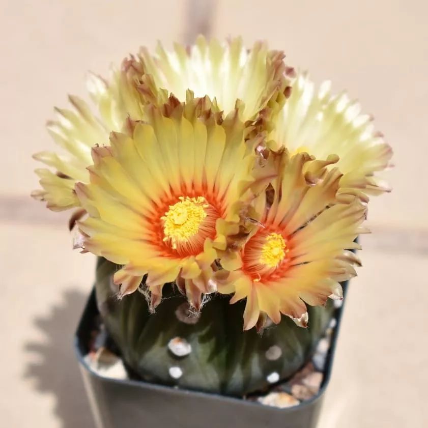 这些丑八怪多肉,开花却是仙气飘飘