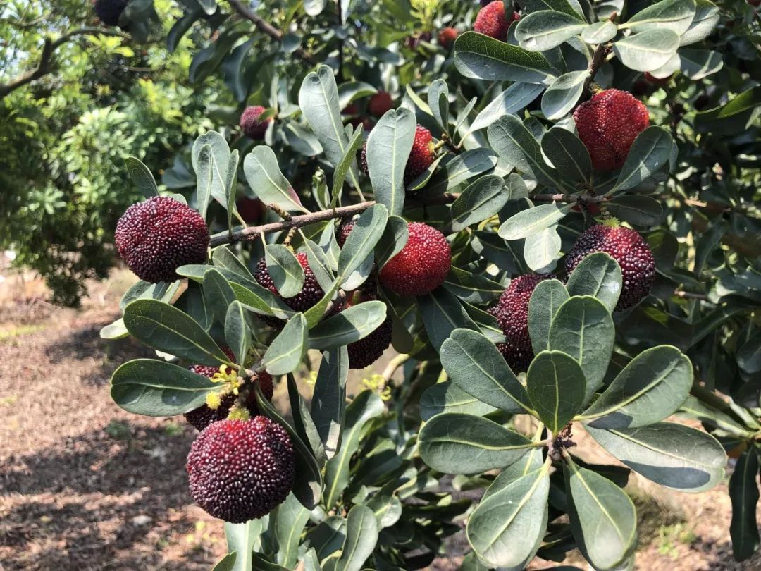无杨梅不五月浮宫杨梅上市了颗颗有来头