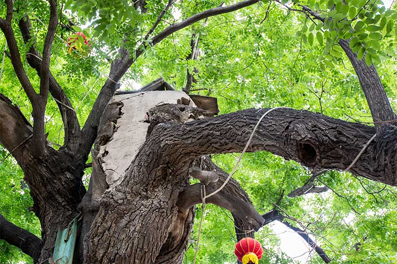 河南安阳:水冶镇阜城西街村在大槐树上修了座小庙