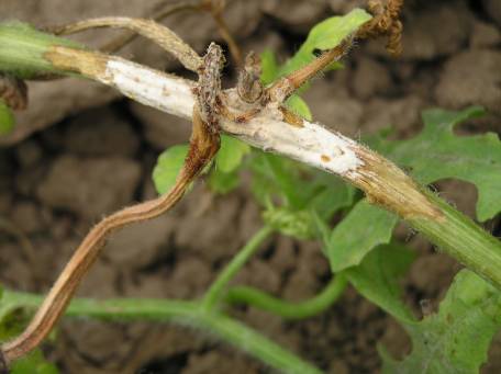 菌核病枯萎病根腐病缺硼钙(中间发白)苗期沤根