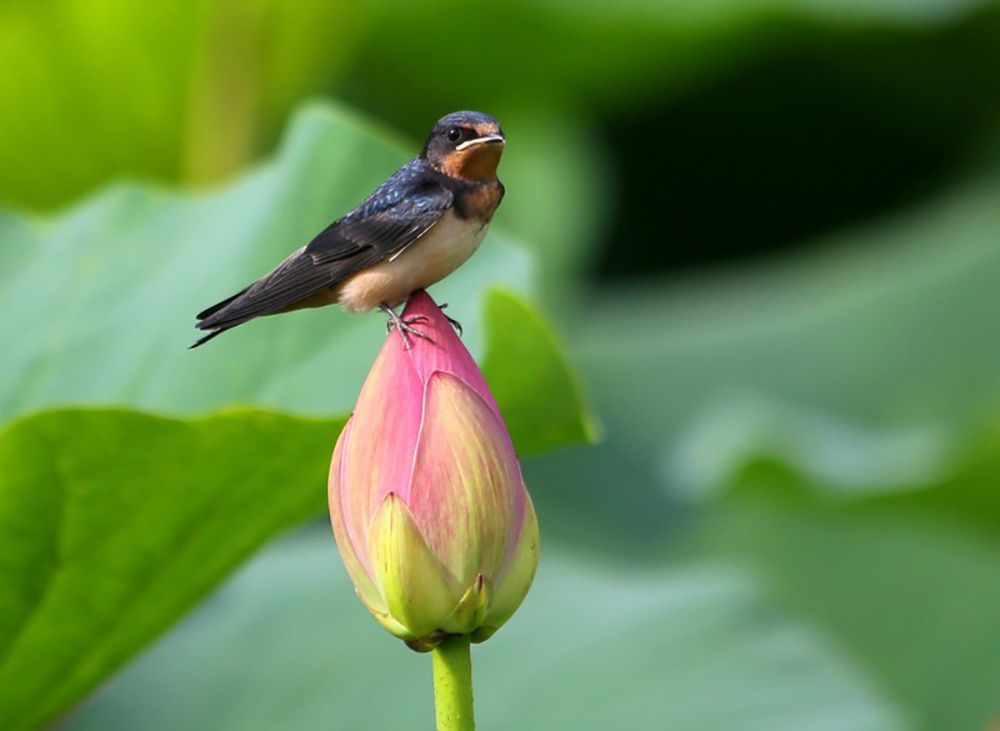燕子的爱情卿卿我我同御外敌