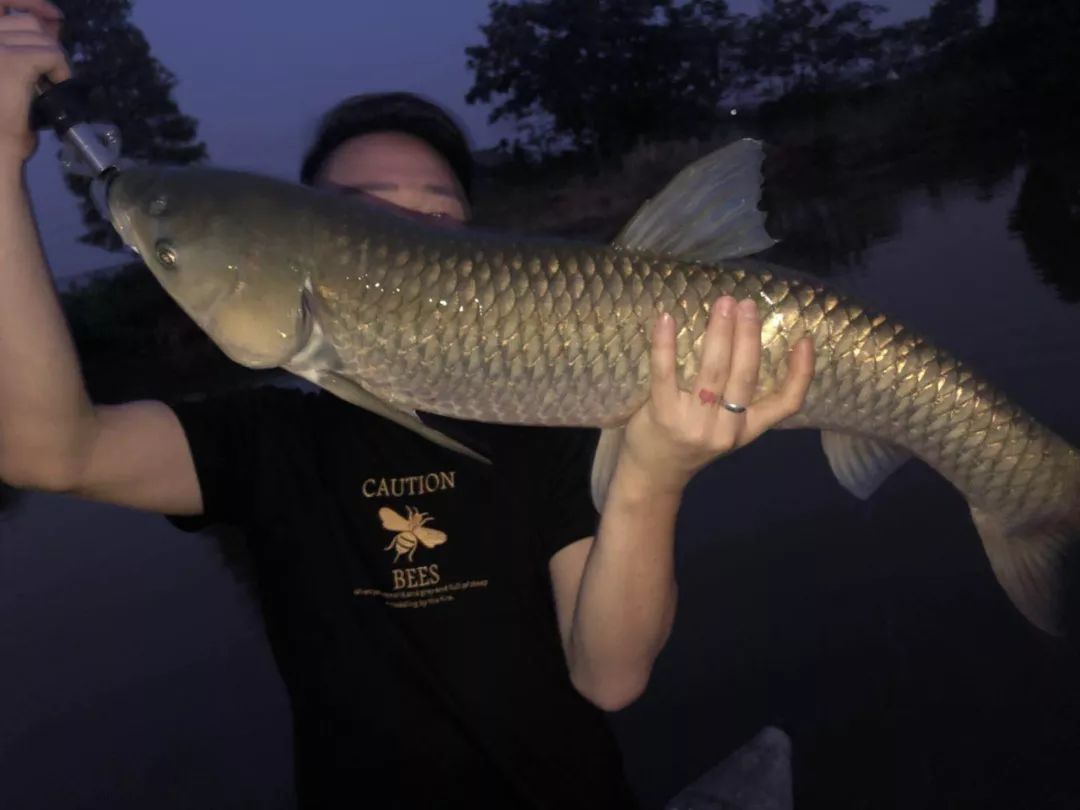 釣魚多年第一次釣上這麼大的麥穗魚釣友們有沒有釣到比這條大的