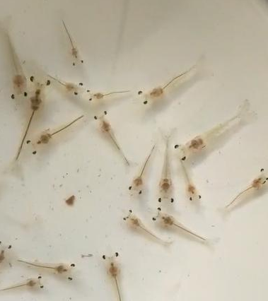 转肝期是南美白对虾肝脏成型的关键时期,转肝期尤为重要!