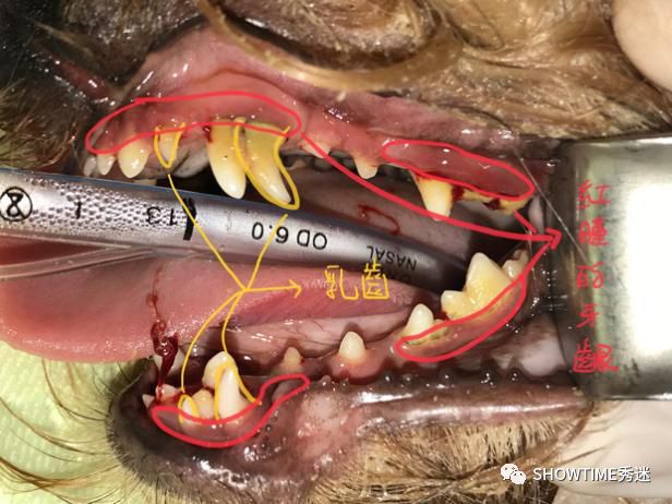 狗狗牙齿图片 构造图片