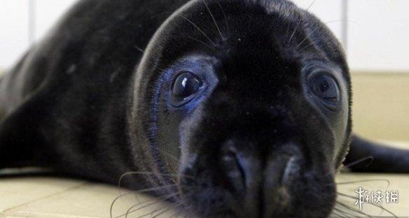 5,黑色海豹因为基因突变不完全所以身上还看的到黄色的毛皮.