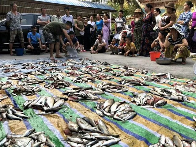 勐远村今日鱼获满满秘诀原是昔日河长制