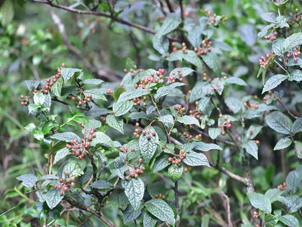 梵净物语宝兴栒子
