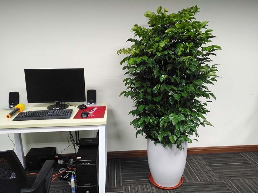 办公室植物摆放位置图片