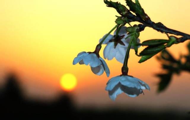 讀睡古詩詞芳草夕陽非有恨落花流水豈無情